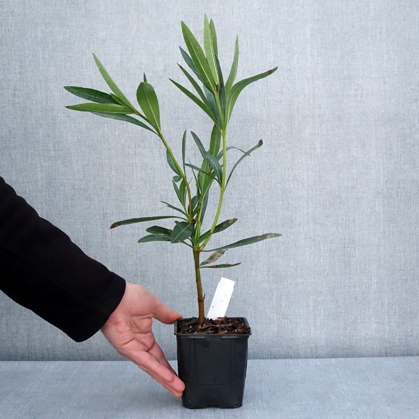 Example of Nerium oleander Commandant Barthélemy - Rozenlaurier Pot van 10 cm/11 cm as you get in printemps