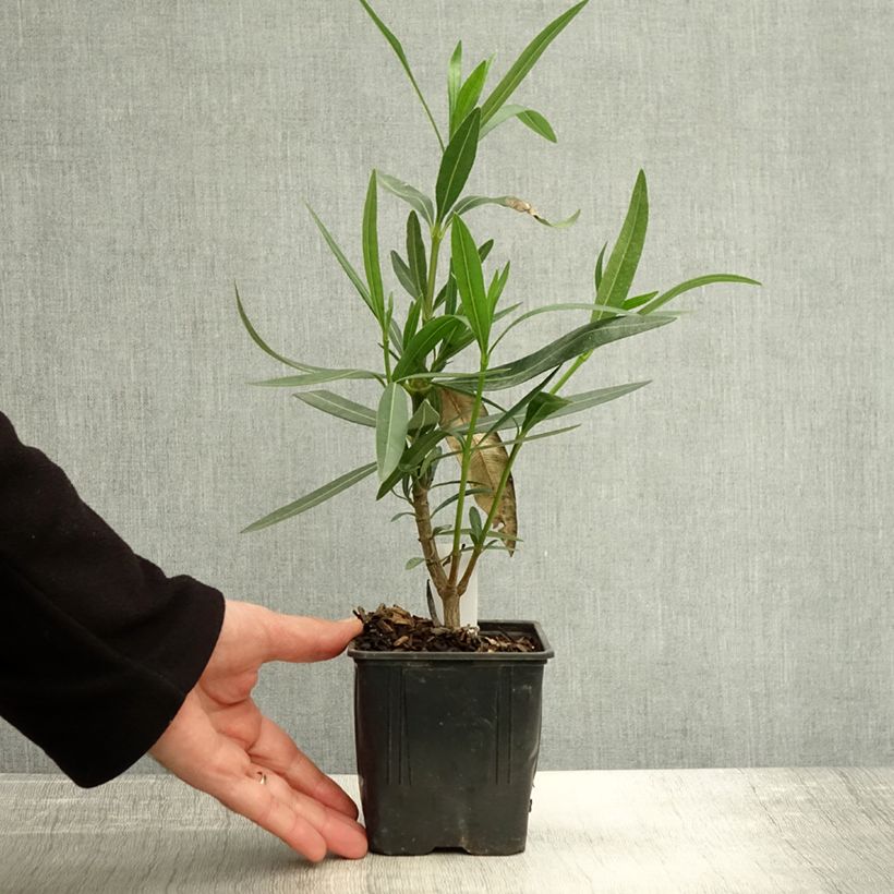 Exemplaar van Nerium oleander Docteur Ragioneri - Rozenlaurier Pot van 10 cm/11 cm zoals geleverd in de herfst