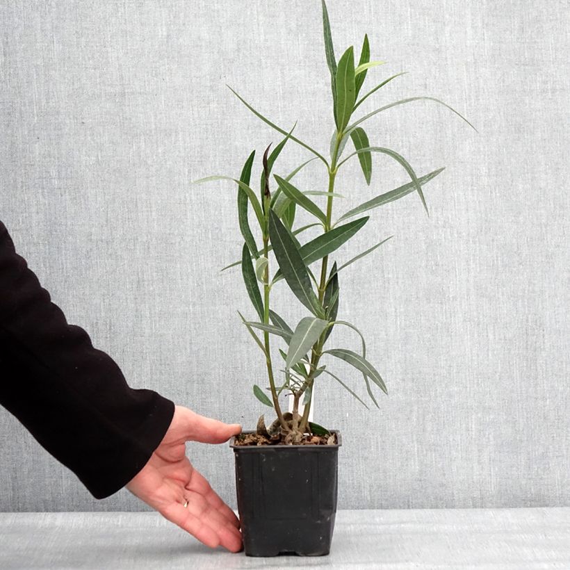 Exemplaar van Nerium oleander Docteur Ragioneri - Rozenlaurier Pot van 10 cm/11 cm zoals geleverd in de winter