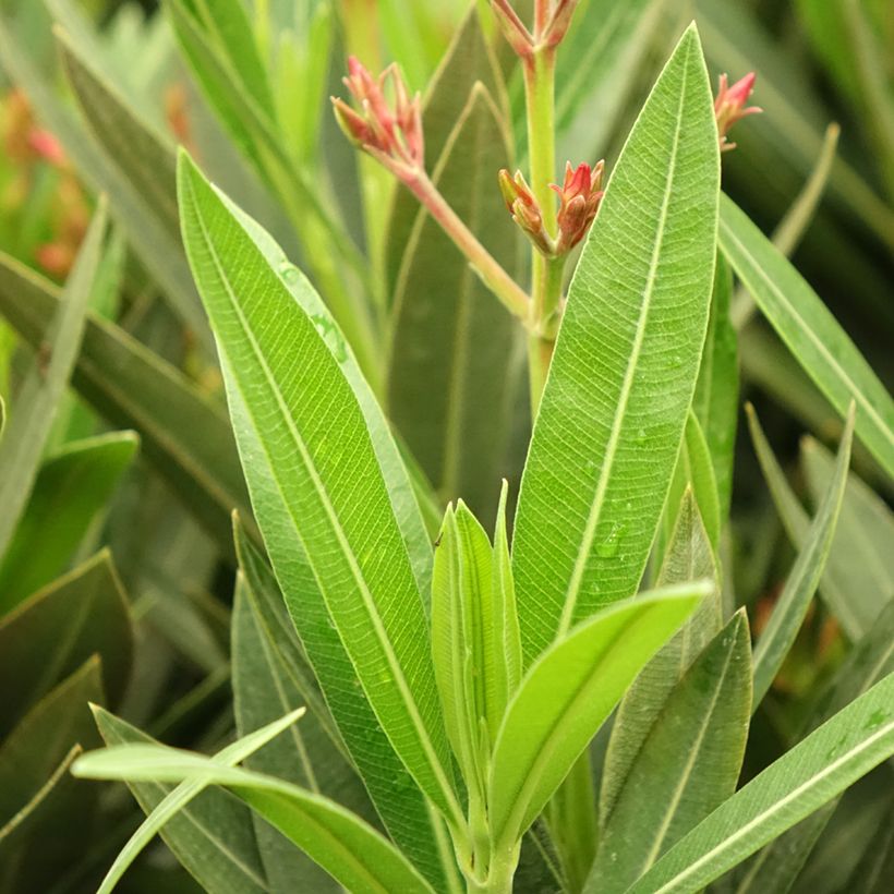 Nerium oleander Emilie - Rozenlaurier (Blad)