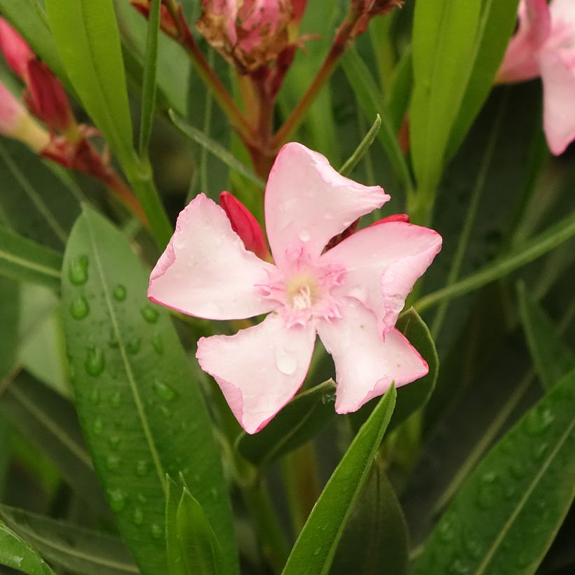 Nerium oleander Emilie - Rozenlaurier (Bloei)