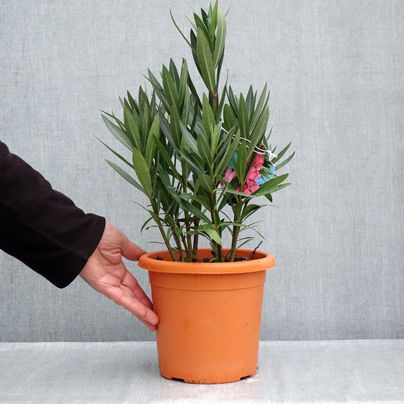 Exemplaar van Nerium oleander Italia - Oleander Pot van 3 l/4 l, Struik zoals geleverd in de herfst