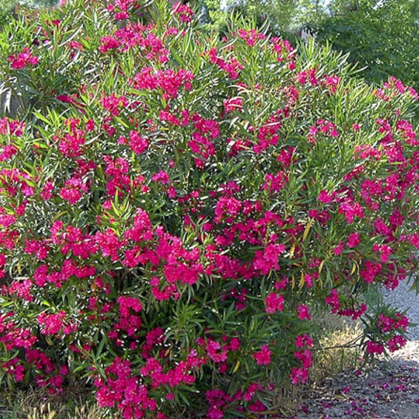 Nerium oleander Jannoch - Rozenlaurier (Bloei)
