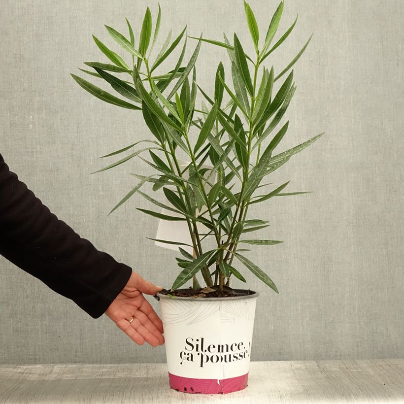 Exemplaar van Nerium oleander Jannoch - Rozenlaurier Pot van 3 l/4 l, Struik zoals geleverd in de herfst