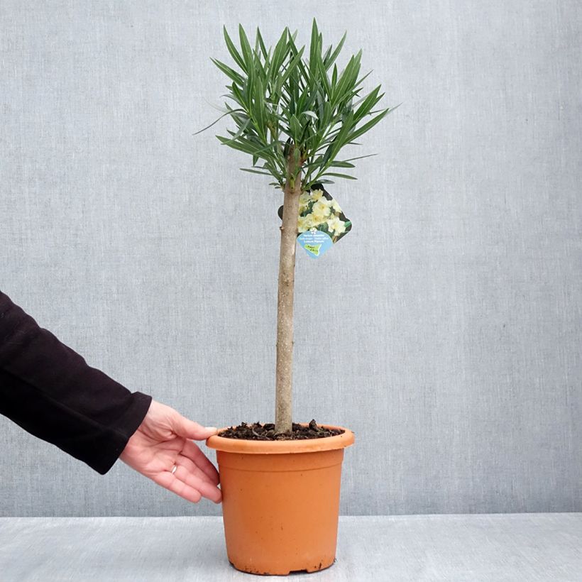 Example of Nerium oleander Luteum Plenum - Oleander Pot van 2 l/3 l, Laagstam as you get in automne