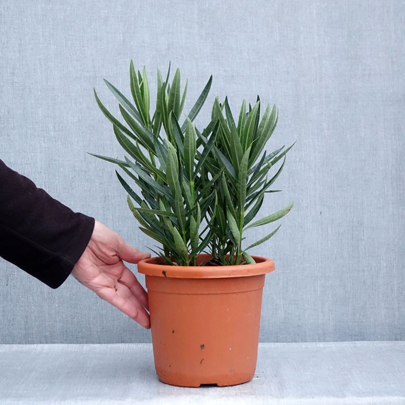 Exemplaar van Nerium oleander Luteum Plenum - Oleander Pot van 3 l/4 l, Struik zoals geleverd in de herfst