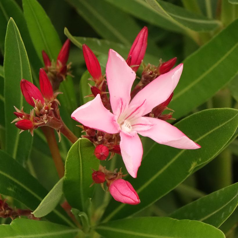 Nerium oleander Magaly - Oleander (Bloei)