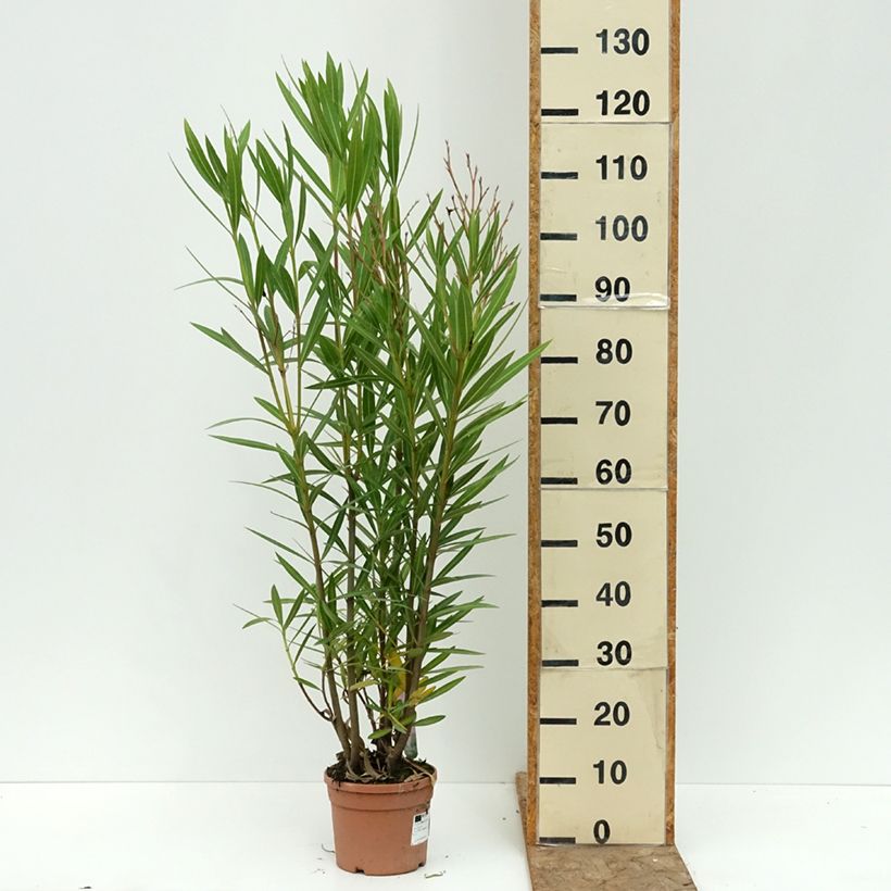 Exemplaar van Nerium oleander Margarita - Oleander Pot van 3 l/4 l zoals geleverd in de zomer