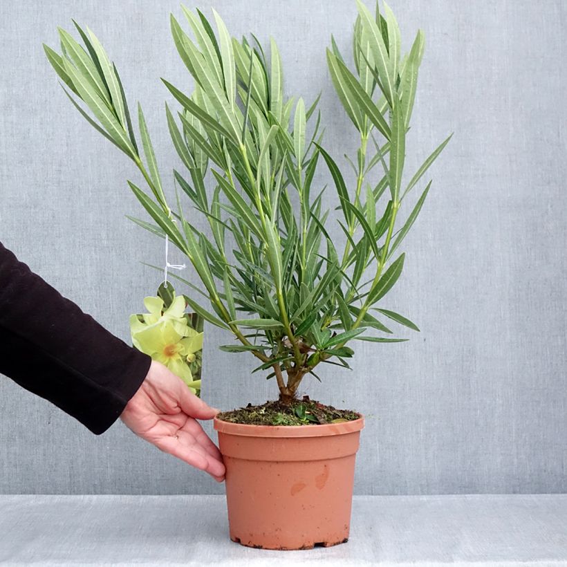 Exemplaar van Nerium oleander Marie Gambetta - Rozenlaurier Pot van 3 l/4 l zoals geleverd in de herfst