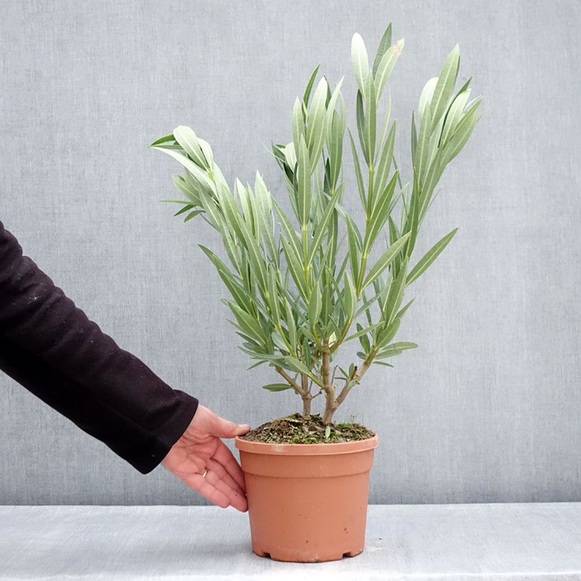 Exemplaar van Nerium oleander Marie Gambetta - Rozenlaurier Pot van 3 l/4 l zoals geleverd in de winter
