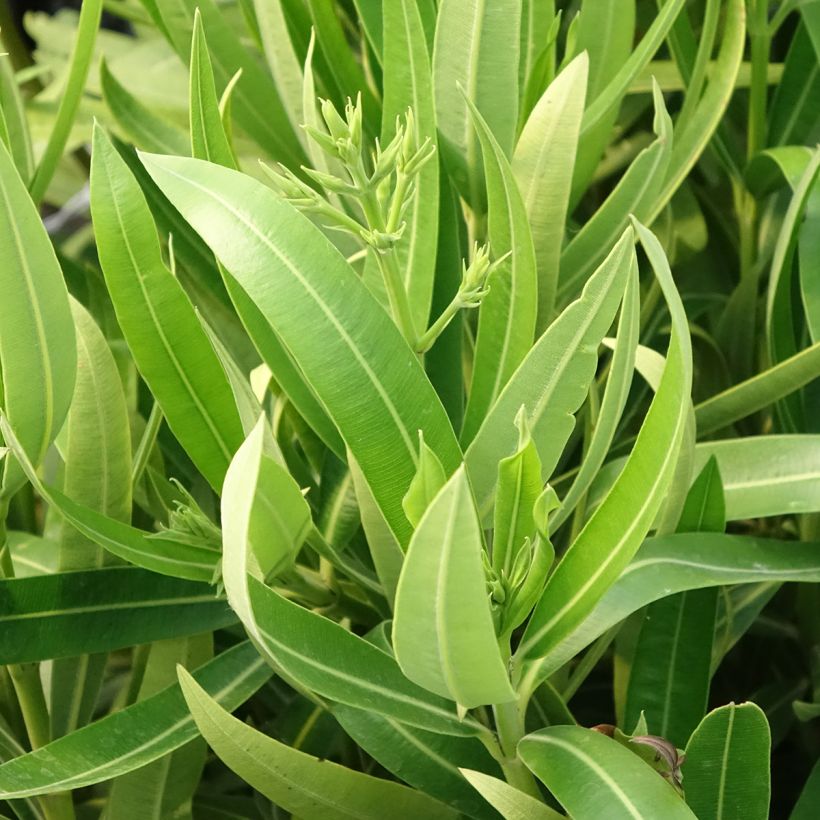 Nerium oleander Marie Gambetta - Rozenlaurier (Blad)