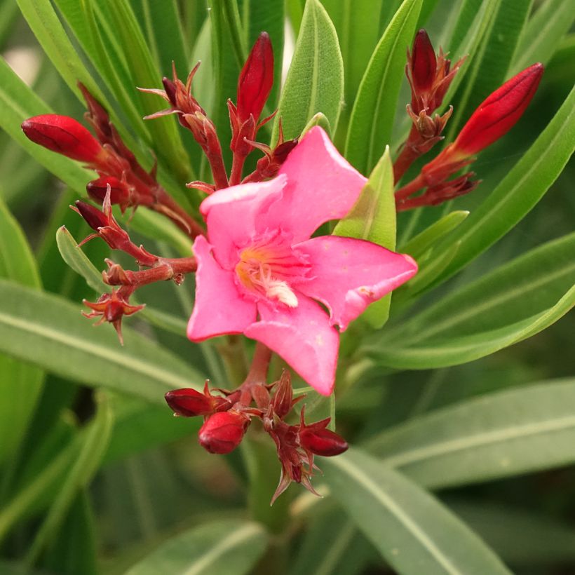 Nerium oleander Maurin des Maures - Oleander (Bloei)