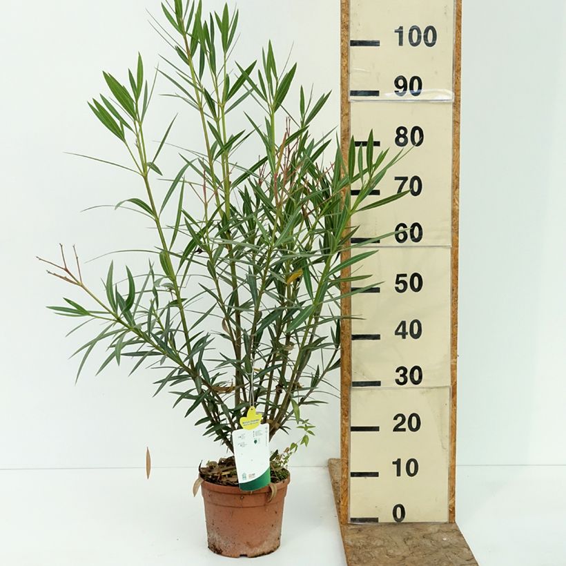 Exemplaar van Nerium oleander Maurin des Maures - Oleander Pot van 3 l/4 l zoals geleverd in de zomer