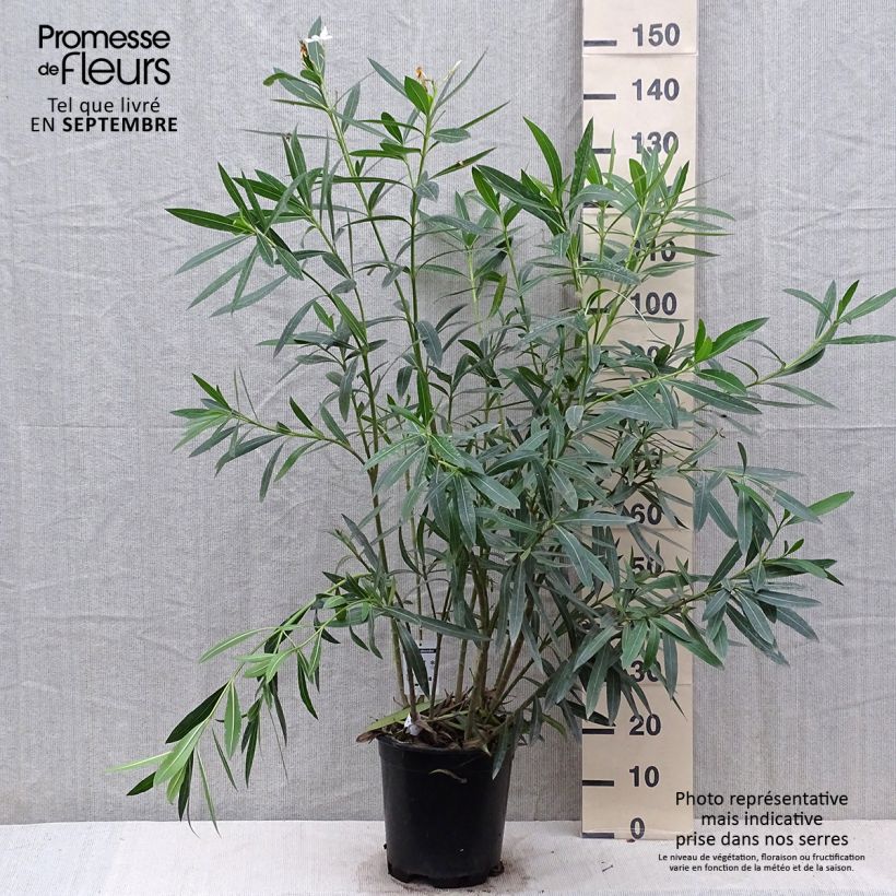 Exemplaar van Nerium oleander Wit - Oleander Pot van 6 l/7 l zoals geleverd in de herfst