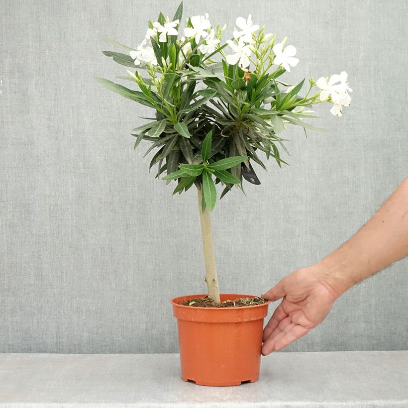 Example of Nerium oleander Wit - Oleander Pot van 2 l/3 l, Laagstam as you get in printemps