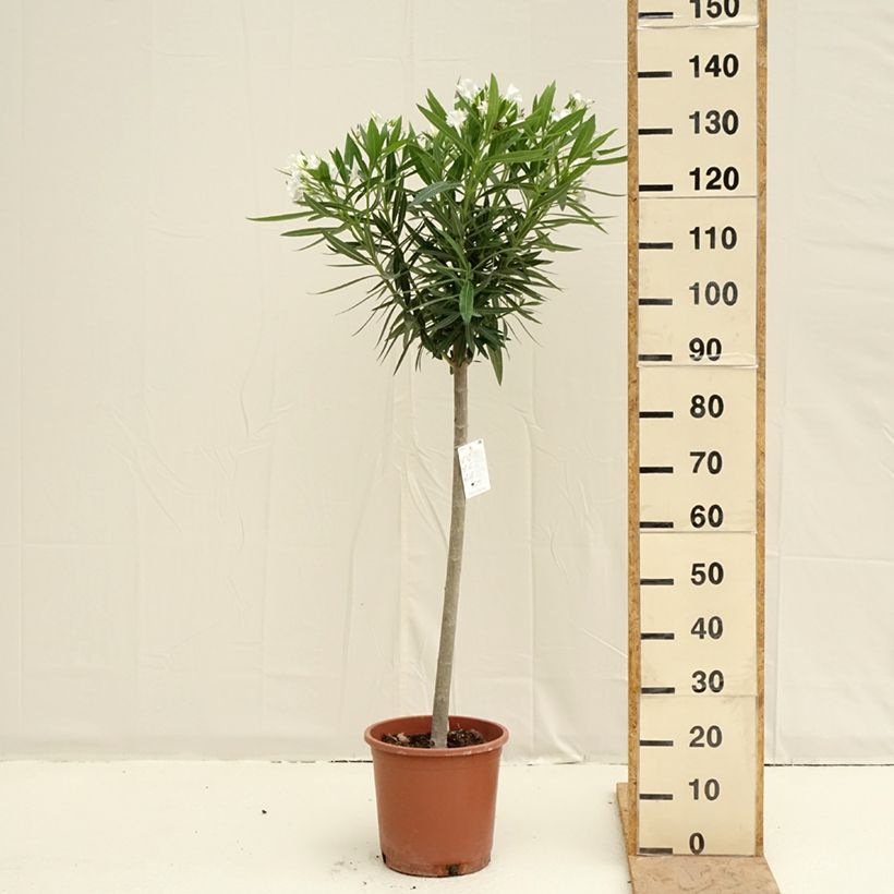 Example of Nerium oleander Wit - Oleander Pot van 7,5 l/10 l, Kwartstam as you get in printemps