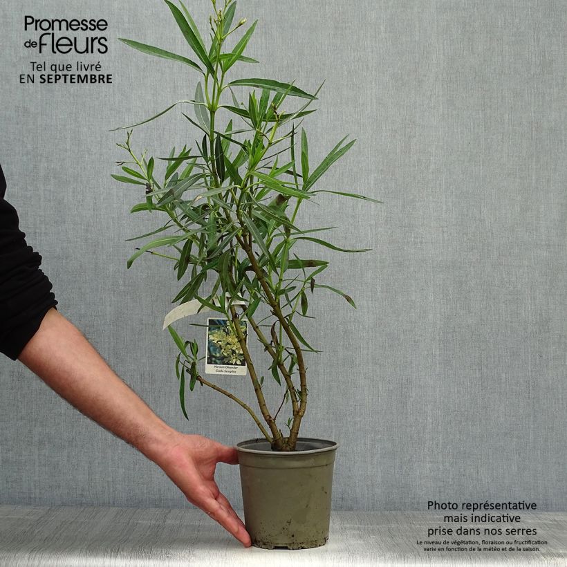Exemplaar van Nerium oleander Geel - Rozenlaurier Pot van 2 l/3 l, Struik zoals geleverd in de herfst