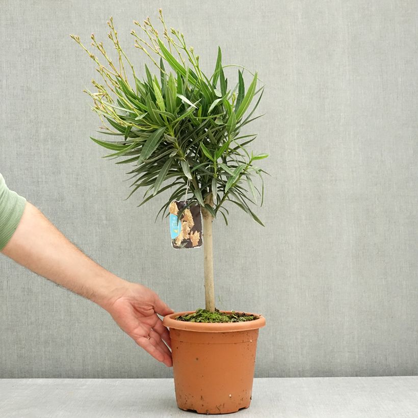Exemplaar van Nerium oleander Geel - Rozenlaurier Pot van 2 l/3 l, Laagstam zoals geleverd in de lente