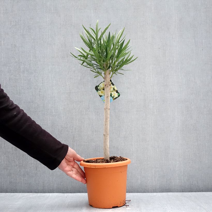 Example of Nerium oleander Geel - Rozenlaurier Pot van 2 l/3 l, Laagstam as you get in hiver