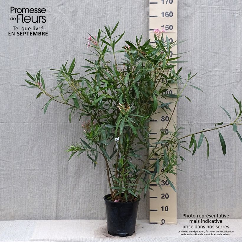 Exemplaar van Nerium oleander Roze - Oleander Pot van 6 l/7 l zoals geleverd in de herfst