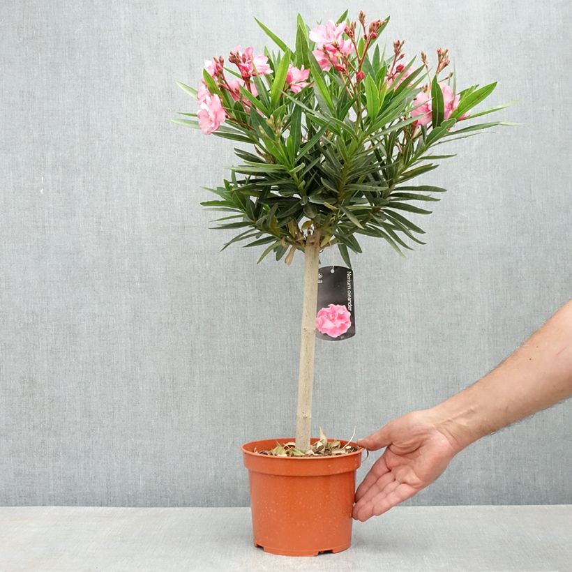 Example of Nerium oleander Roze - Oleander Pot van 2 l/3 l, Laagstam as you get in printemps