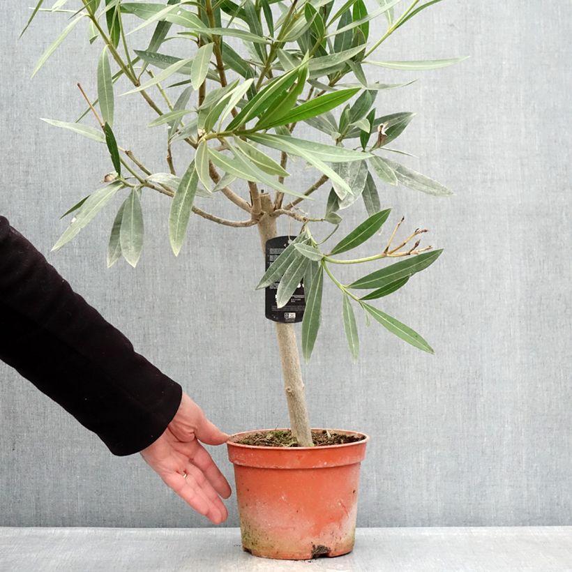 Exemplaar van Nerium oleander Roze - Oleander Pot van 2 l/3 l, Laagstam zoals geleverd in de winter