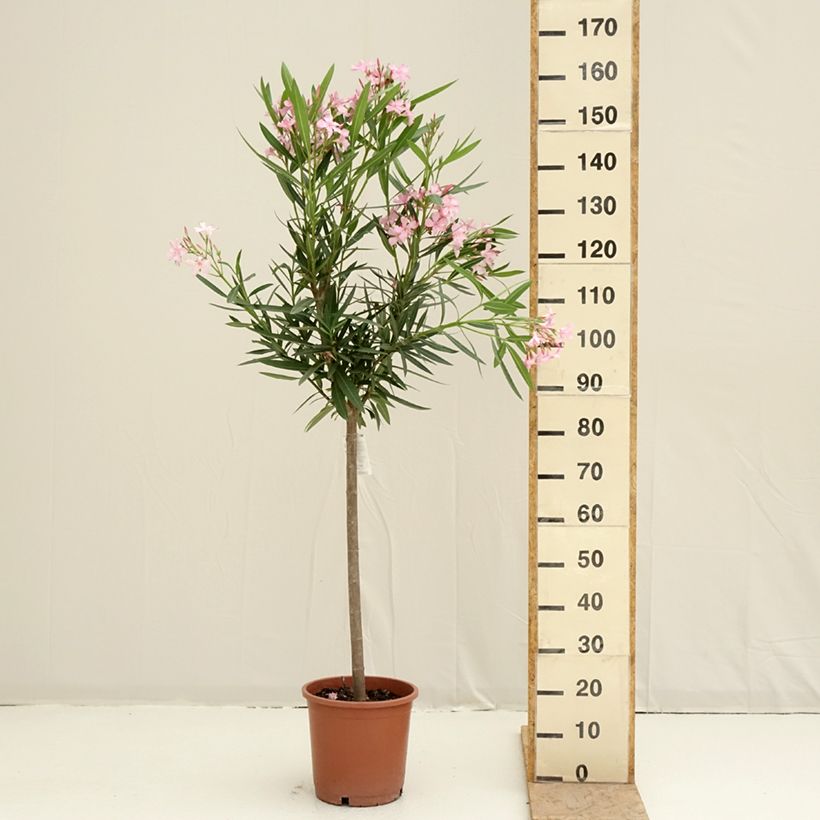Example of Nerium oleander Roze - Oleander Pot van 7,5 l/10 l, Kwartstam as you get in printemps