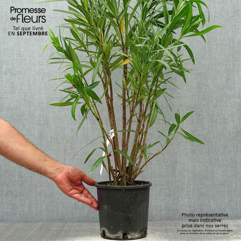 Exemplaar van Nerium oleander Rood Simple - Oleander Pot van 2 l/3 l, Struik zoals geleverd in de herfst