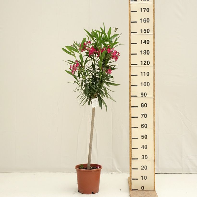 Example of Nerium oleander Rood Simple - Oleander Pot van 2 l/3 l, Laagstam as you get in printemps