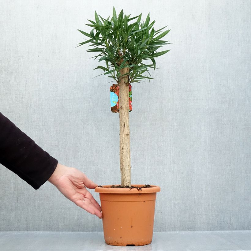 Exemplaar van Nerium oleander Rood Simple - Oleander Pot van 2 l/3 l, Laagstam zoals geleverd in de herfst