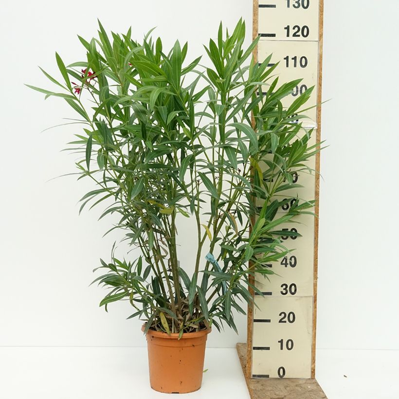 Exemplaar van Nerium oleander Rood Simple - Oleander Pot van 6 l/7 l zoals geleverd in de zomer