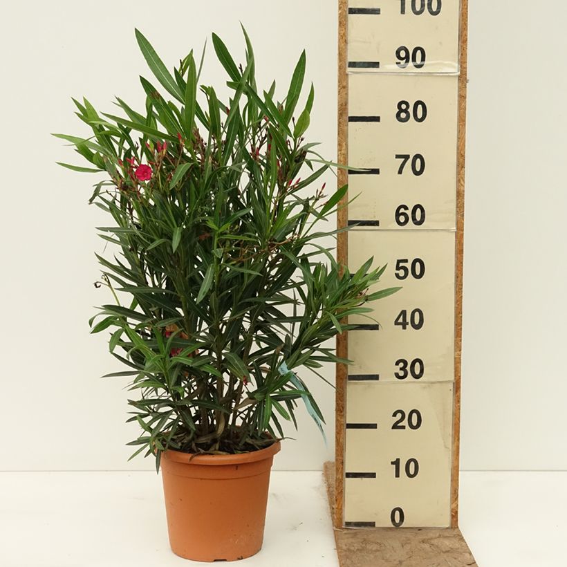 Exemplaar van Nerium oleander Rood Simple - Oleander Pot van 6 l/7 l zoals geleverd in de lente