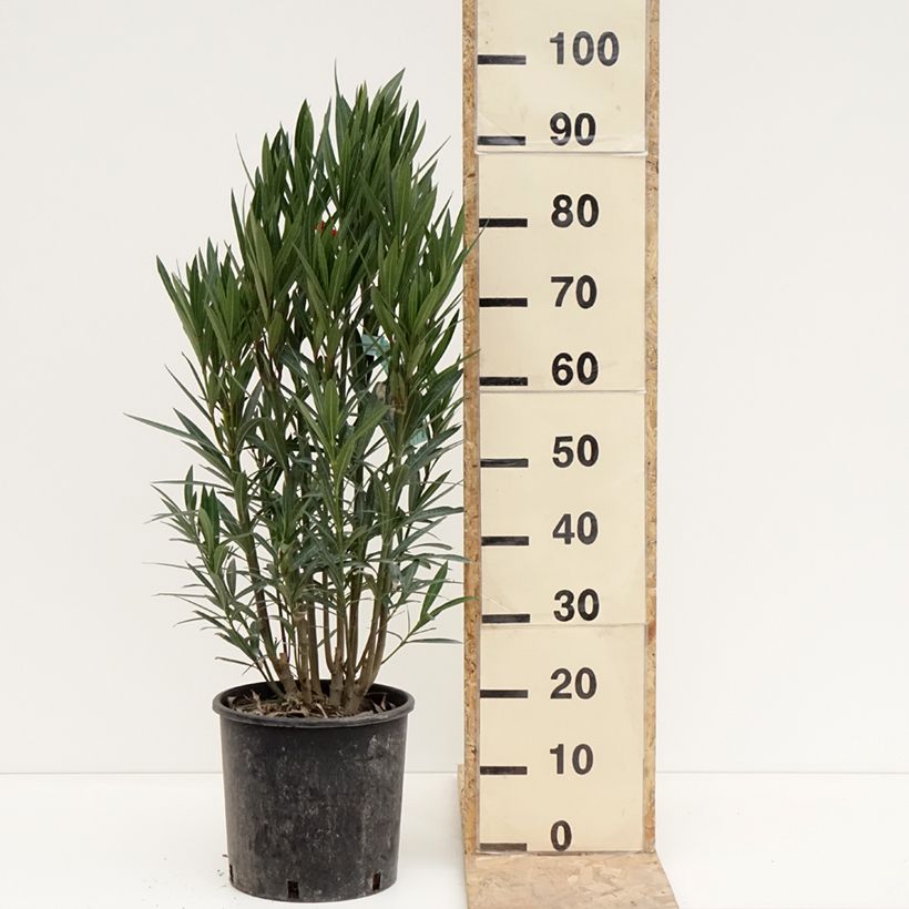 Example of Nerium oleander Rood Simple - Oleander Pot van 6 l/7 l as you get in hiver