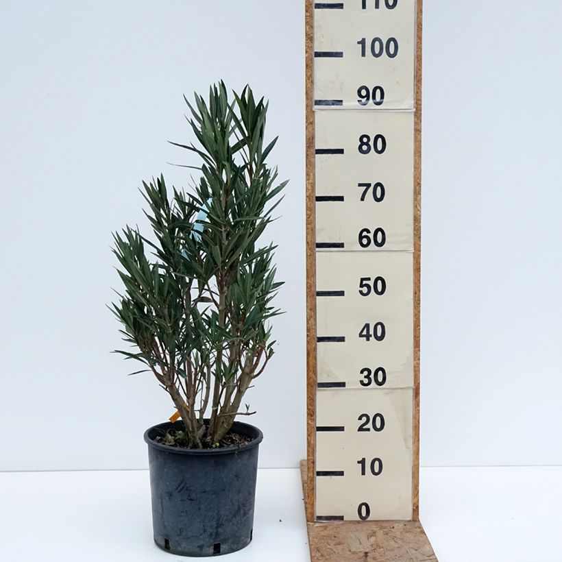 Exemplaar van Nerium oleander Zalm - Rozenlaurier Pot van 6 l/7 l zoals geleverd in de winter