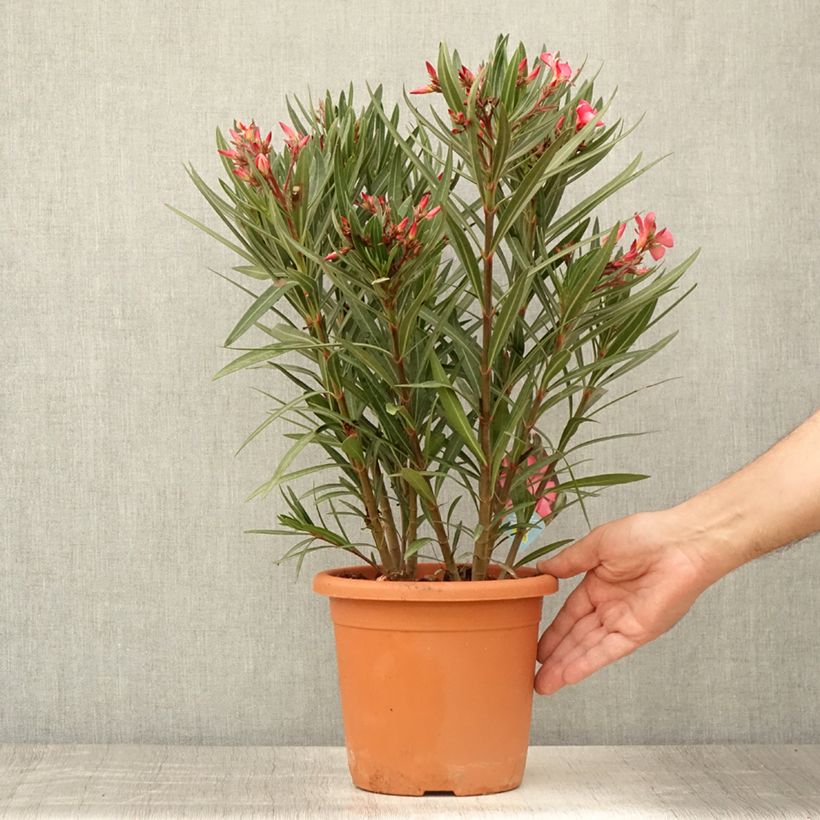 Exemplaar van Nerium oleander Papa Gambetta - Rozenlaurier Pot van 2 l/3 l, Struik zoals geleverd in de zomer