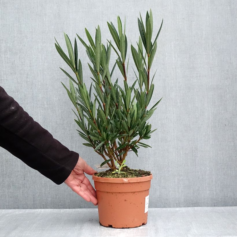 Exemplaar van Nerium oleander Papa Gambetta - Rozenlaurier Pot van 7,5 l/10 l zoals geleverd in de herfst