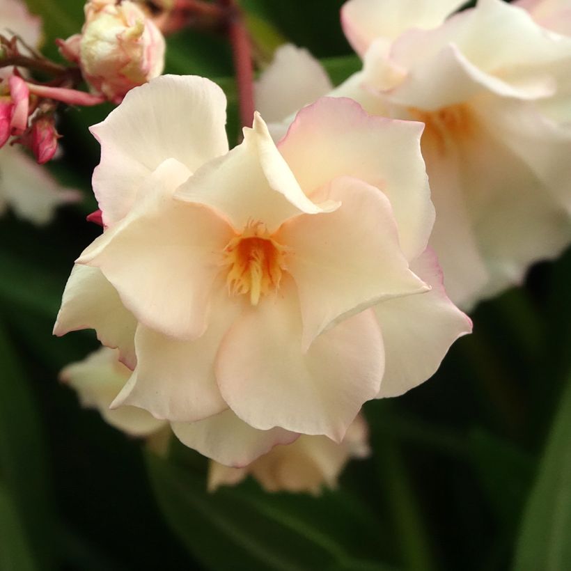 Nerium oleander Provence - Oleander (Bloei)