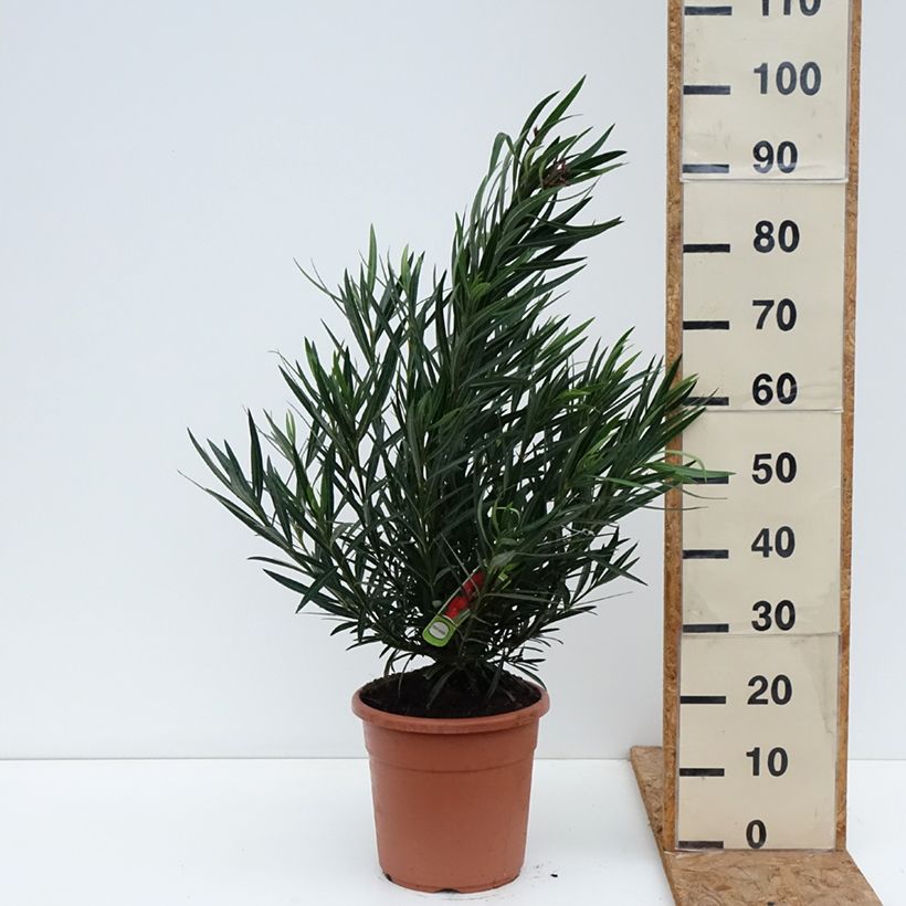 Exemplaar van Nerium oleander Provence - Oleander Pot van 3 l/4 l, Struik zoals geleverd in de herfst