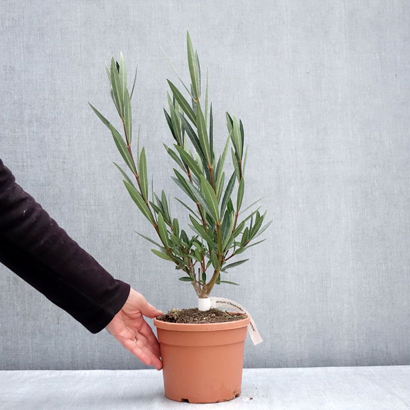 Example of Nerium oleander Provence - Oleander Pot van 3 l/4 l, Struik as you get in hiver