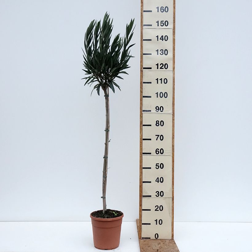 Example of Nerium oleander Provence - Oleander Pot van 6 l/7 l, Half-hoge stam as you get in hiver