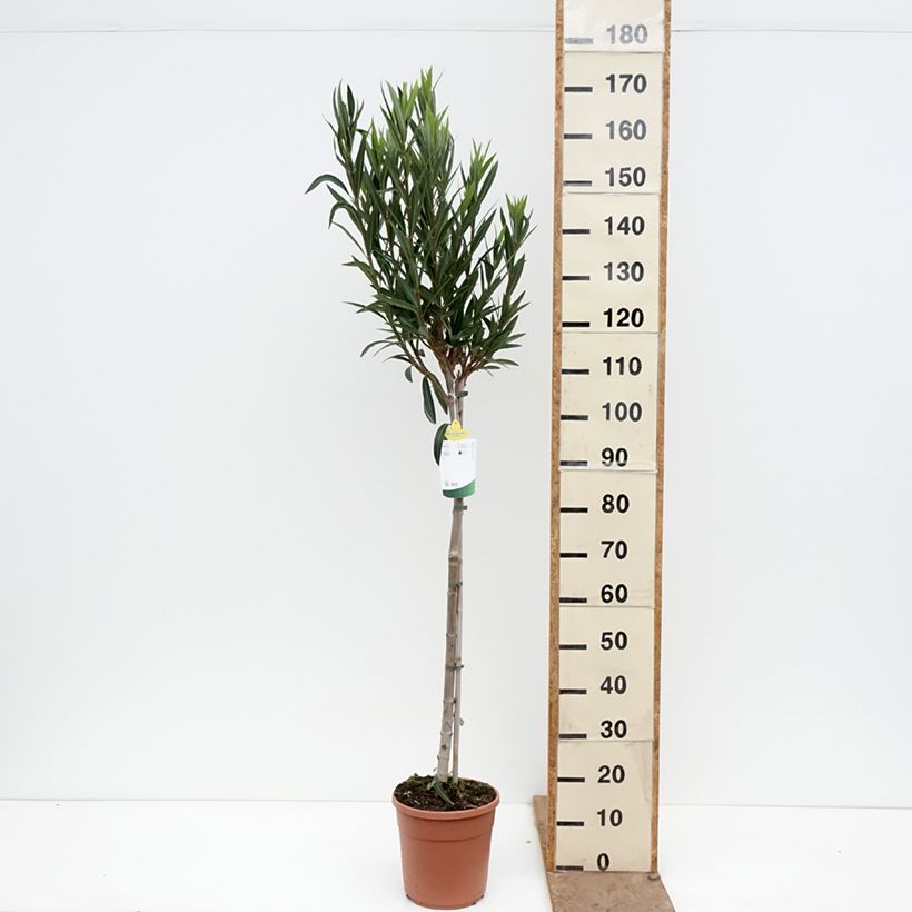Exemplaar van Nerium oleander Provence - Oleander Pot van 6 l/7 l, Half-hoge stam zoals geleverd in de lente