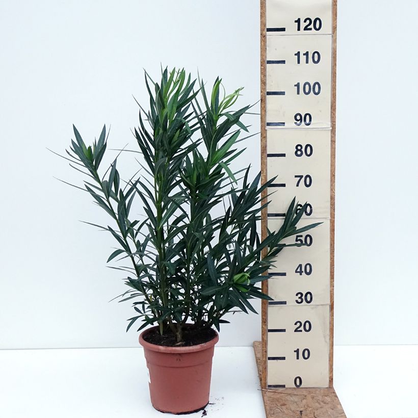Exemplaar van Nerium oleander Soeur Agnes - Rozenlaurier Pot van 7,5 l/10 l, Struik zoals geleverd in de herfst