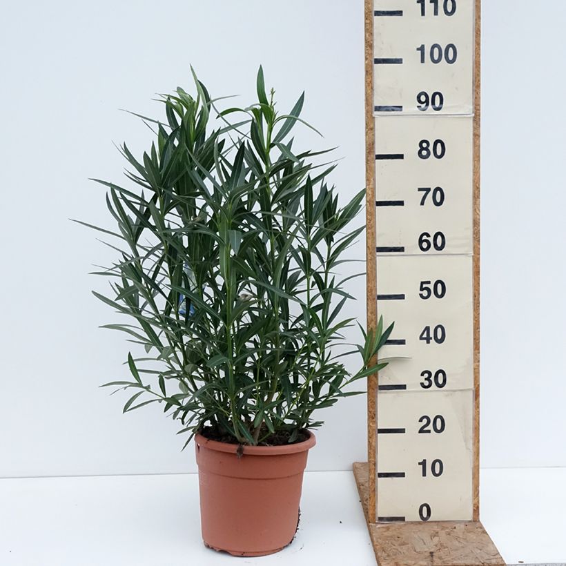 Exemplaar van Nerium oleander Soeur Agnes - Rozenlaurier Pot van 7,5 l/10 l, Struik zoals geleverd in de winter