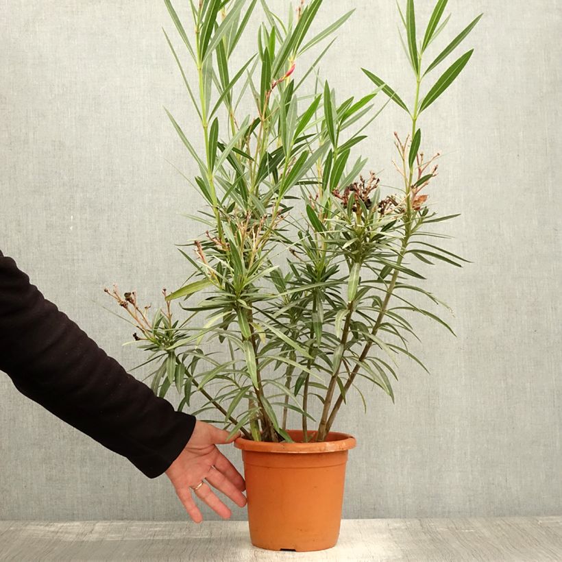Exemplaar van Nerium oleander Soleil Levant - Oleander Pot van 3 l/4 l, Struik zoals geleverd in de herfst