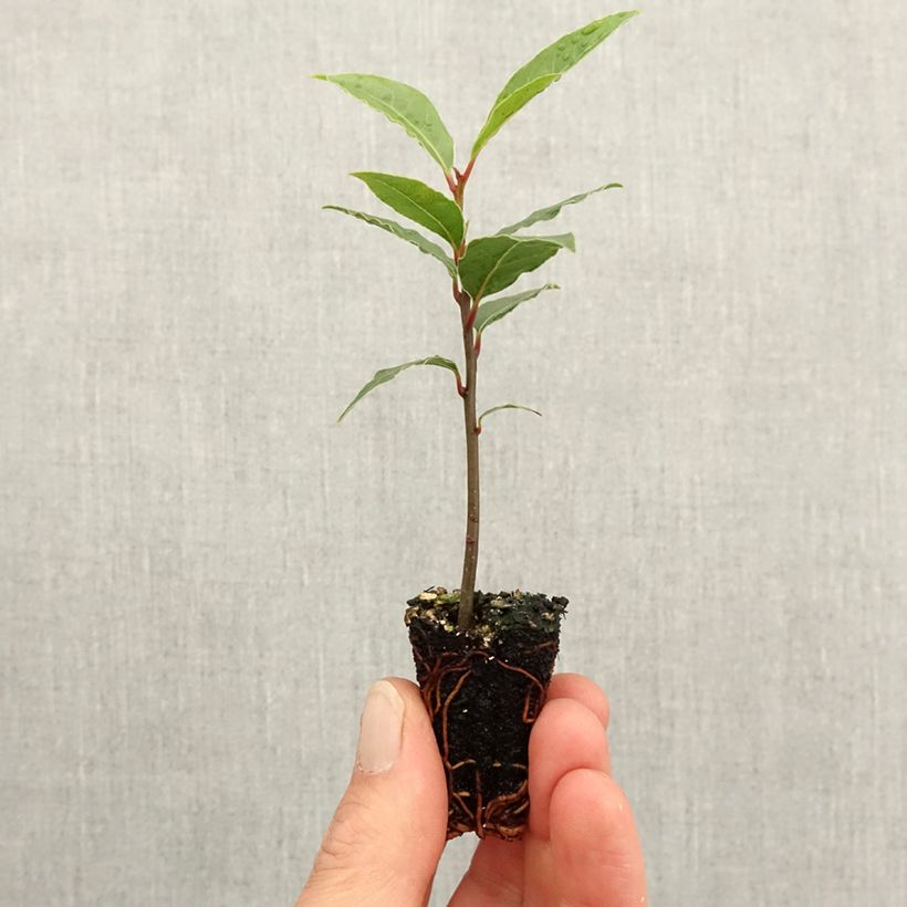 Exemplaar van Laurier Van Jeruzalem Mini-mot Ø 3/4 cm zoals geleverd in de lente