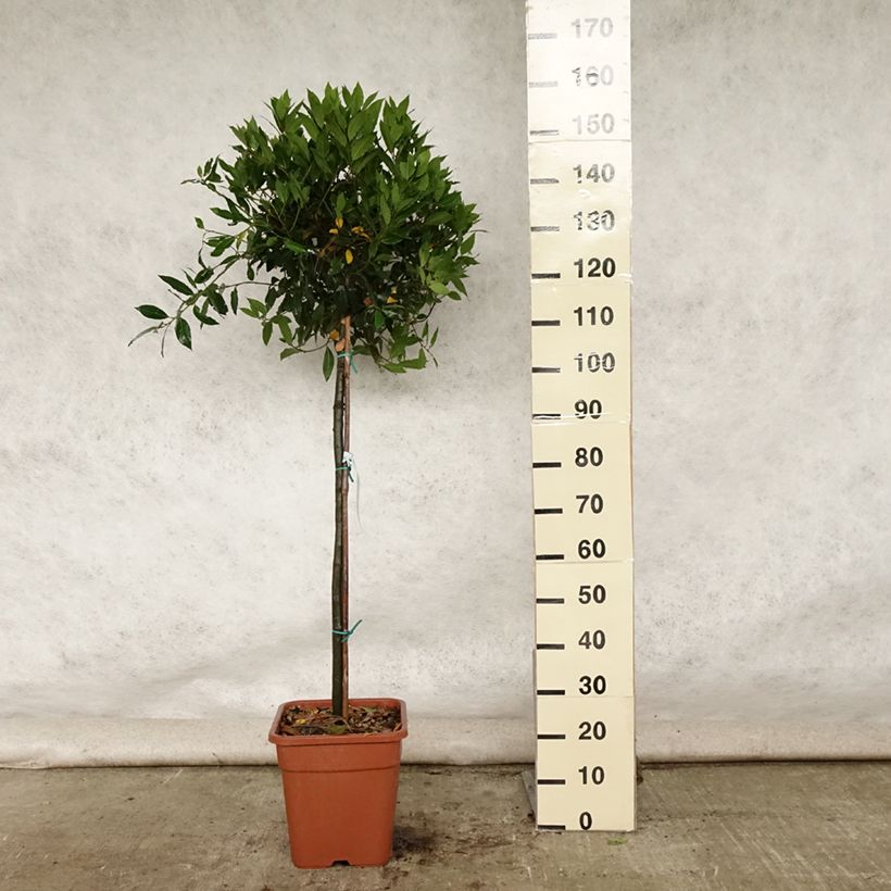 Exemplaar van Echte laurier - Laurus nobilis Pot van 12 l/15 l zoals geleverd in de zomer