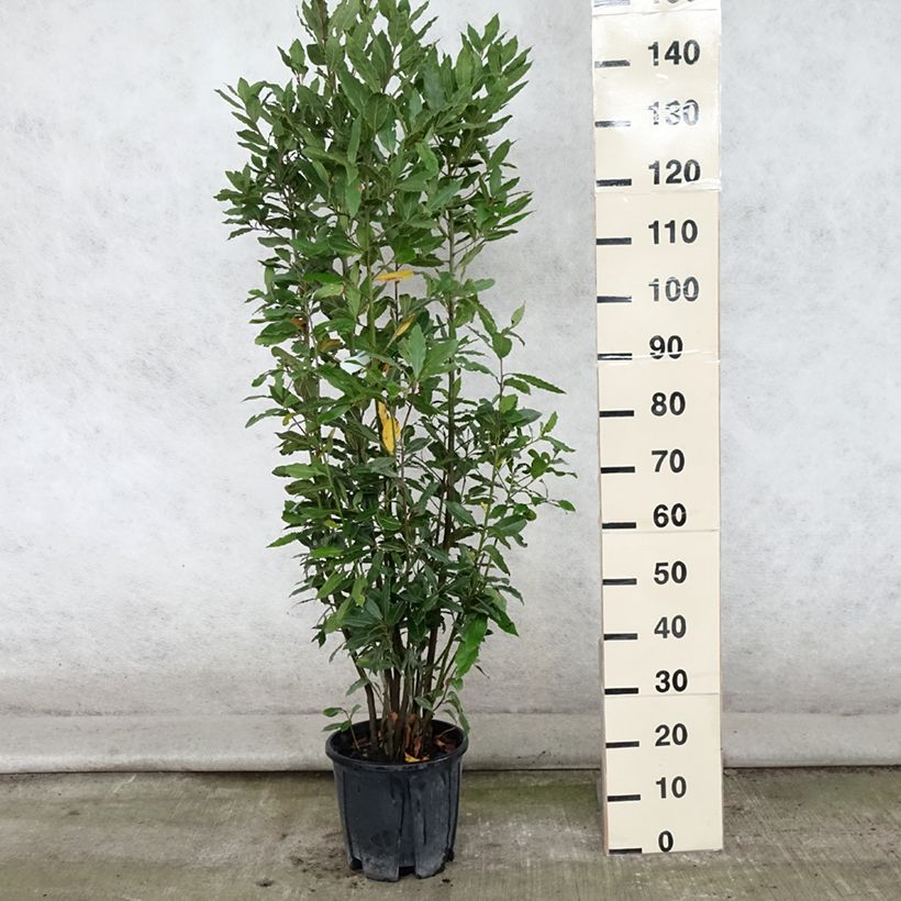 Exemplaar van Echte laurier - Laurus nobilis Pot van 7,5 l/10 l zoals geleverd in de zomer