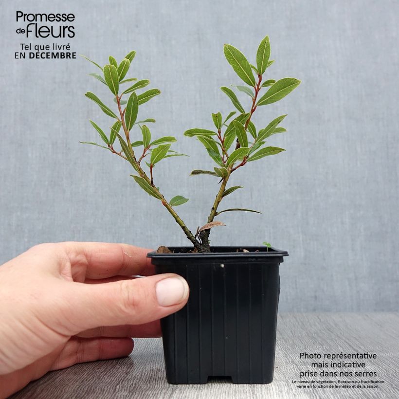 Exemplaar van Laurier sauce Little Laura - Laurus nobilis Godet de 8/9 cm zoals geleverd in de winter