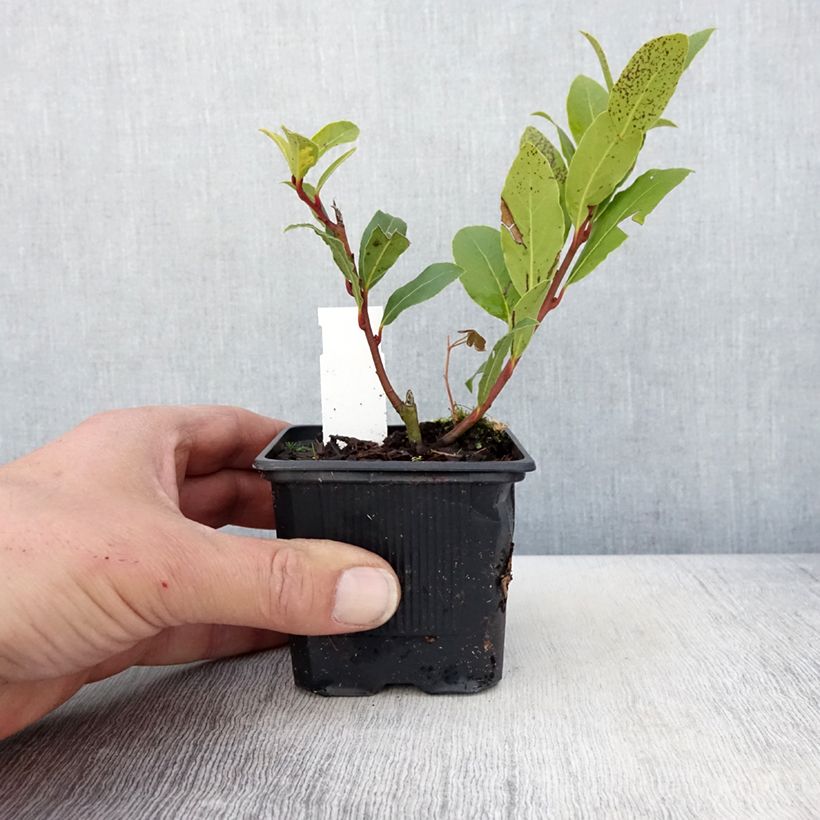 Example of Laurus nobilis Little Laura - Laurier Kweekpotje van 8/9 cm as you get in printemps