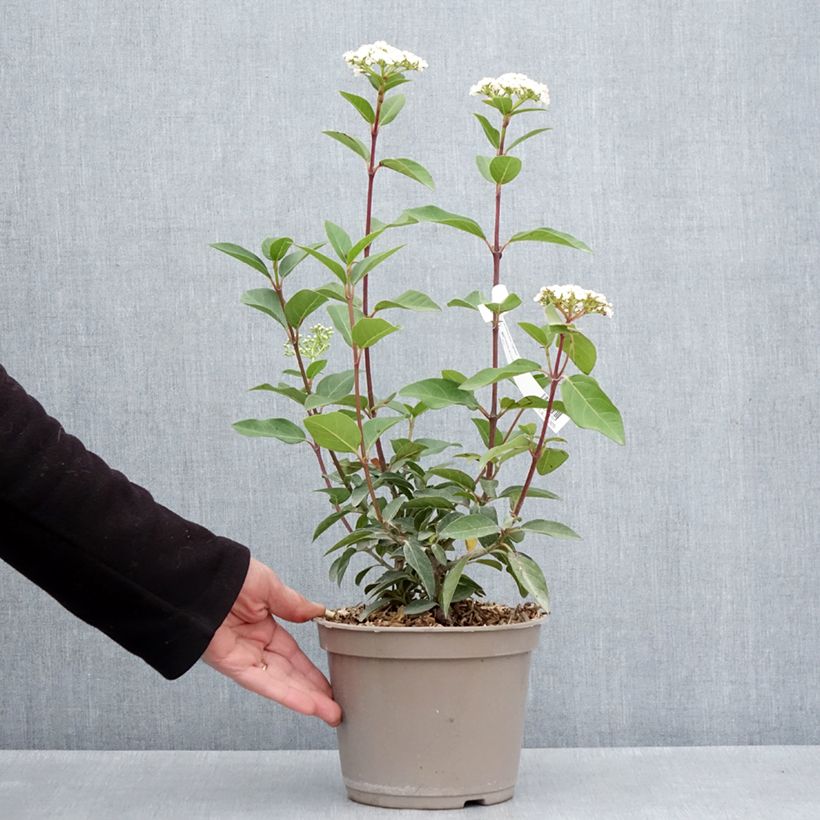 Exemplaar van Viburnum tinus Giganteum - Lauriersneeuwbal Pot van 3 l/4 l zoals geleverd in de lente